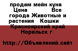 продам мейн куна › Цена ­ 15 000 - Все города Животные и растения » Кошки   . Красноярский край,Норильск г.